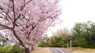 香川 大島 桜