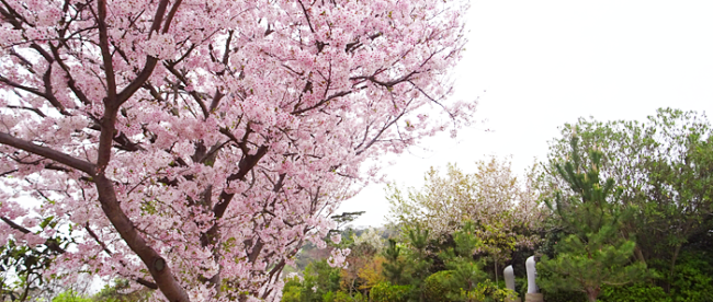 香川 大島 桜